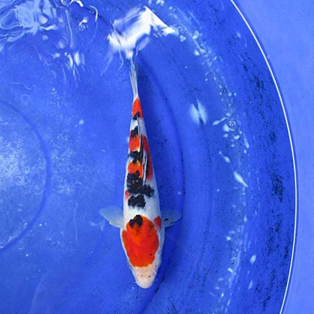 Sanke ±23cm