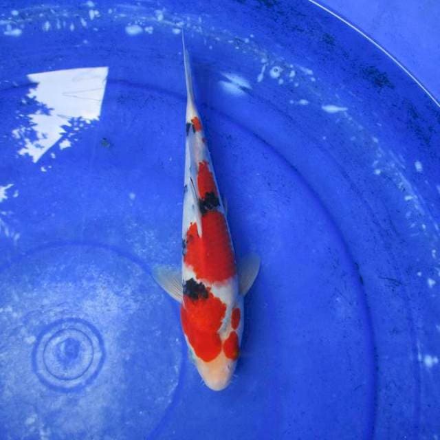 Sanke ±25cm