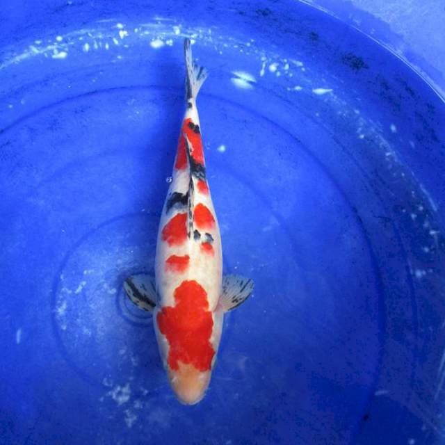 Sanke ±32cm male