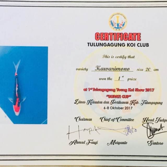 Benikumon Serti Juara