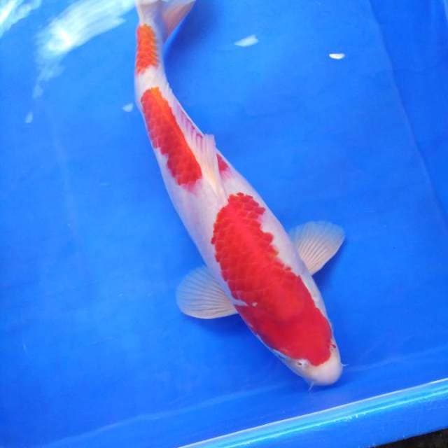 Kohaku premium 38cm male