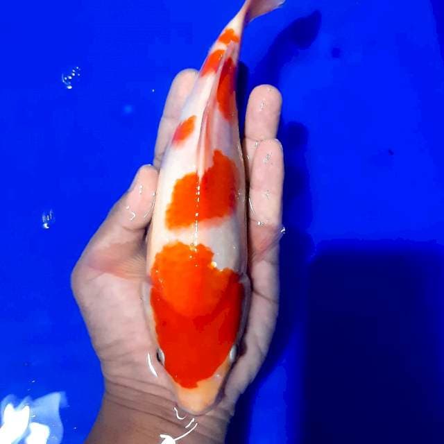 Kohku bulky 23 cm 
