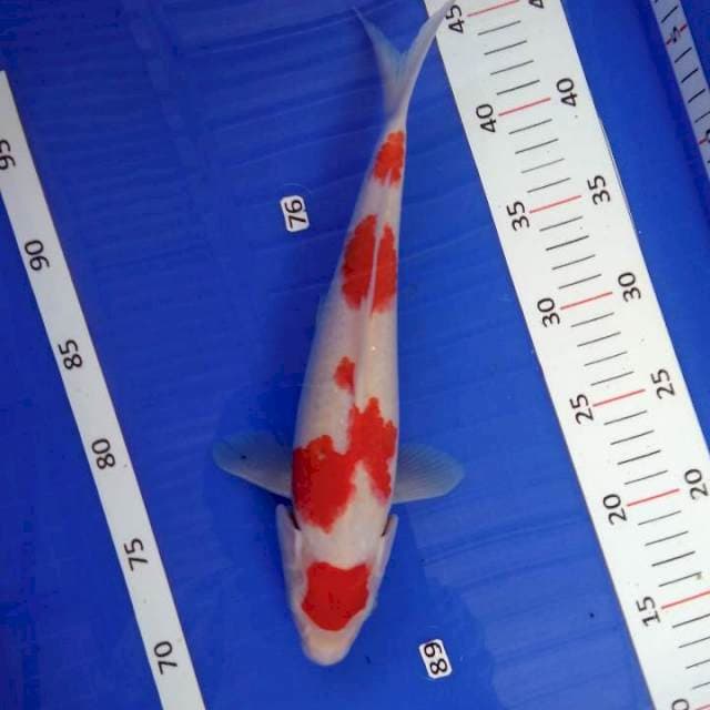 Kohaku ori