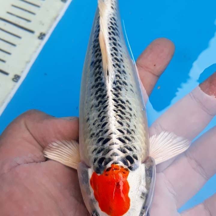 Kujaku ring rapi