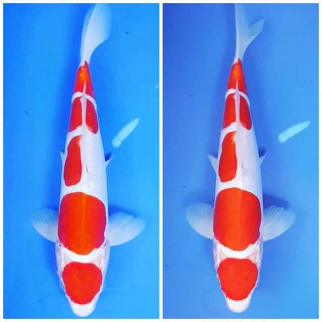 MIZUNO ~ MARUTEN KOHAKU 5 STEP