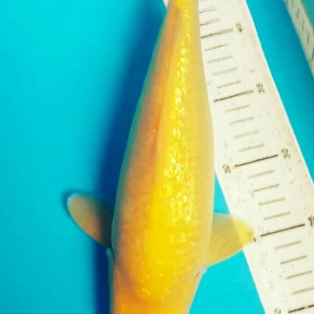 karasi ginrin bulky