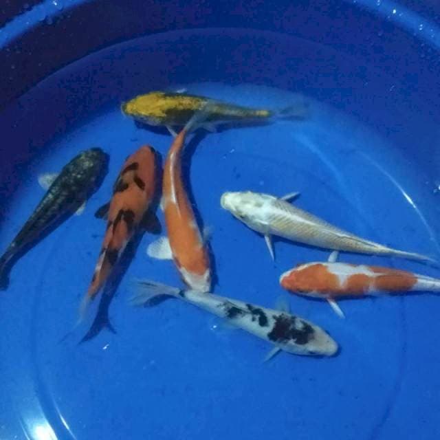 Mix 7 ekor 16-20cm