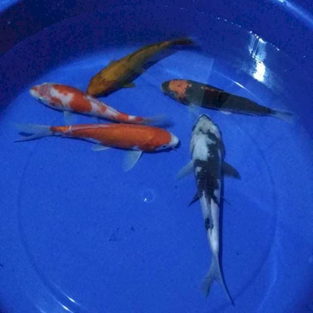 Mix 5 ekor 18-25cm