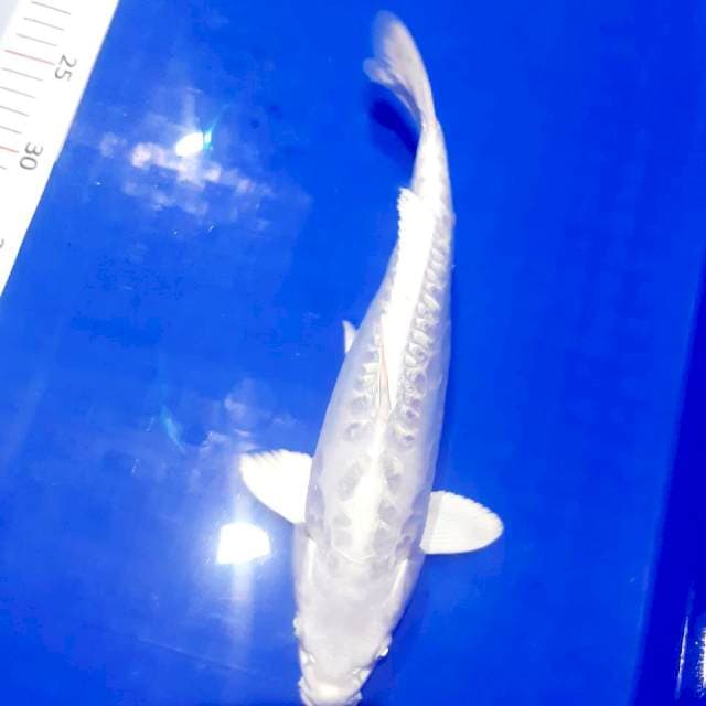 Aragoke male 31 cm
