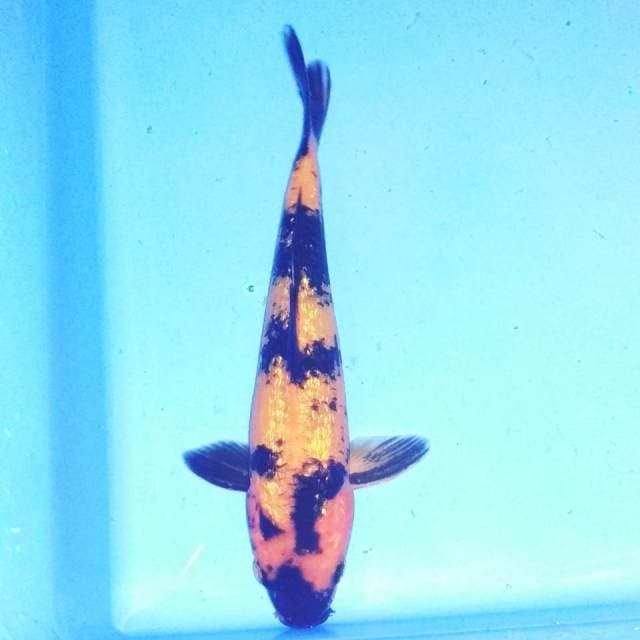 Hiu ginrin 22cm