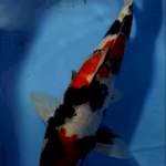 SHOWA SANSHOKU PEDES 47 CM