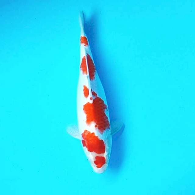 KOHAKU # 32CM
