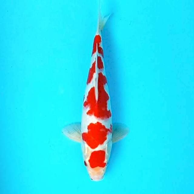 KOHAKU MARUTEN # 33CM