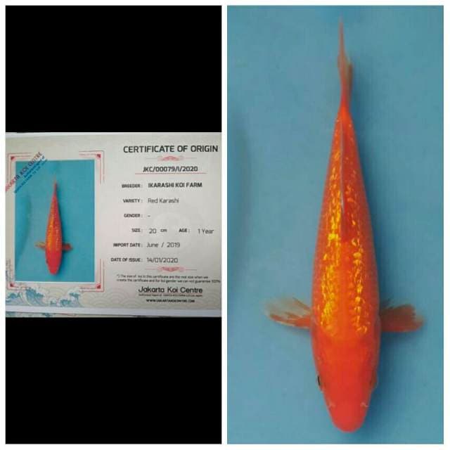 Okawa Red Karashi Ginrin