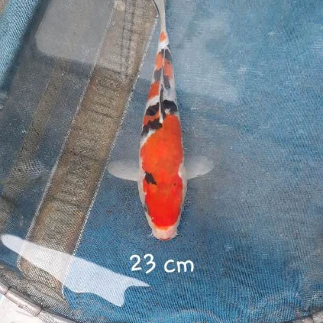 Sanke 23 cm