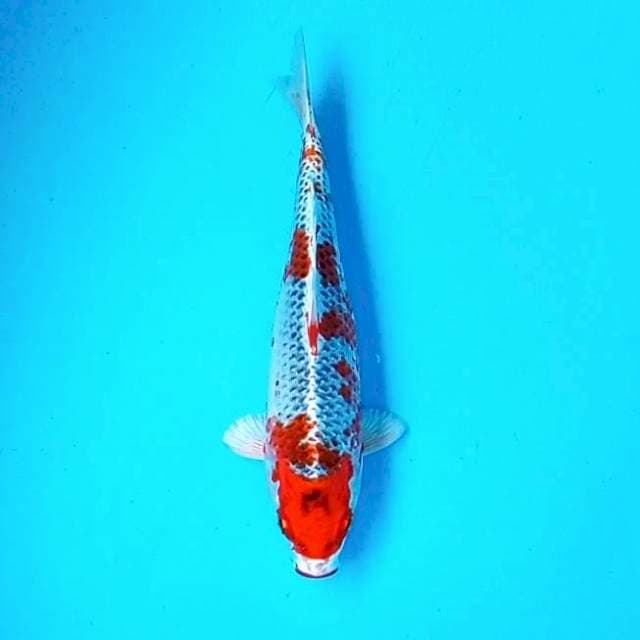 Kujaku*25cm