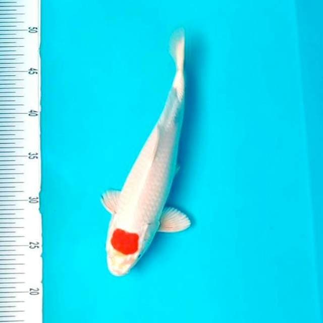 Tancho*29cm hikari