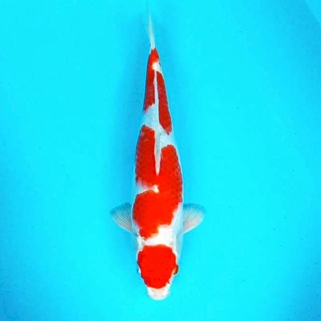 Maruten*35cm hikari