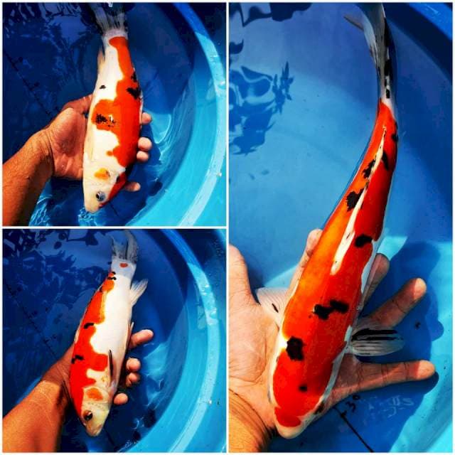 Sanke doit 30cm