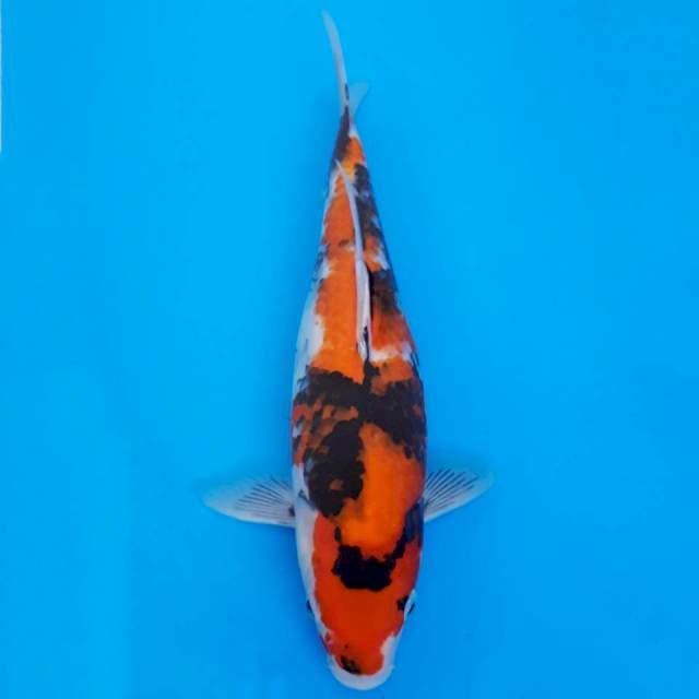 Showa 31cm