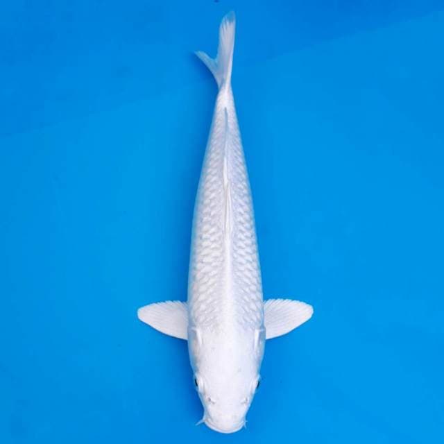 Platinum putih 28cm