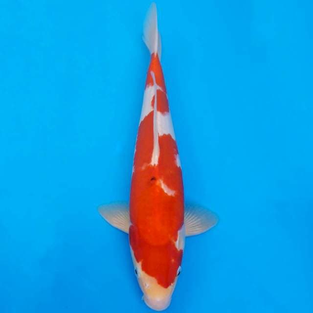 Deep red sanke 35cm