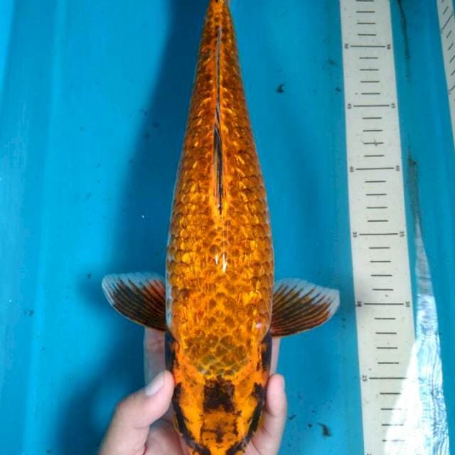 Ginrin golden mukashi