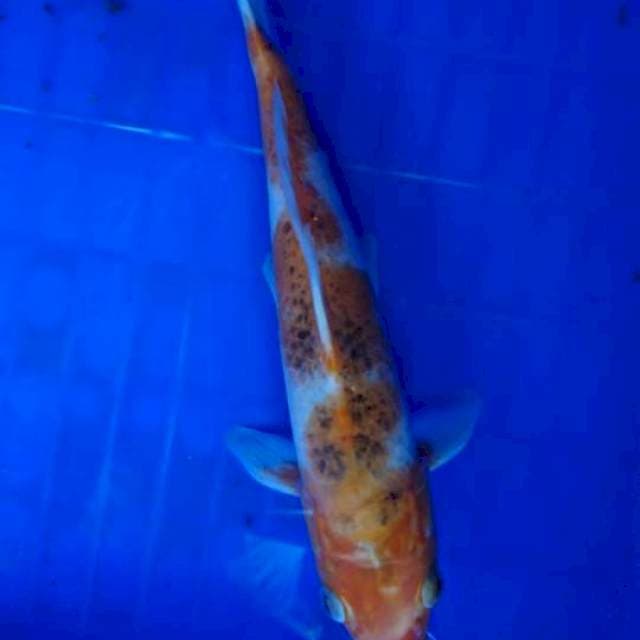 Goromo
