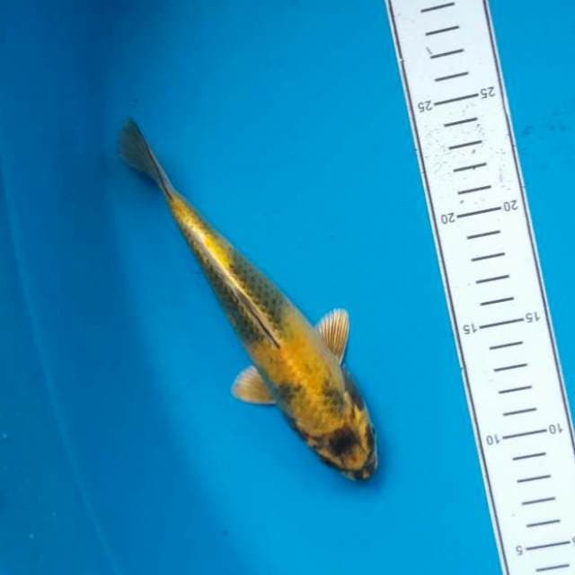 Gin utsuri 18cm. Male