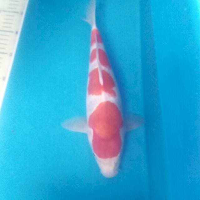 Yondan Kohaku, male 31 cm