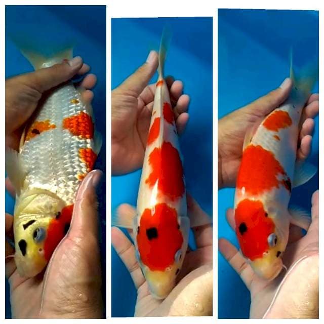 Showa tategoi 30 cm