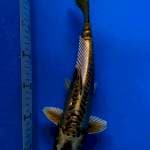 Golden 34 cm