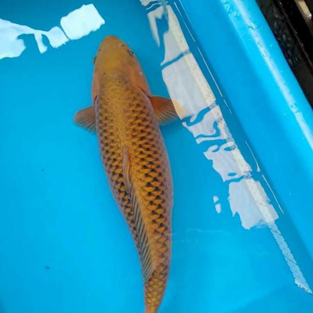 Cagoi super bulky 60bu