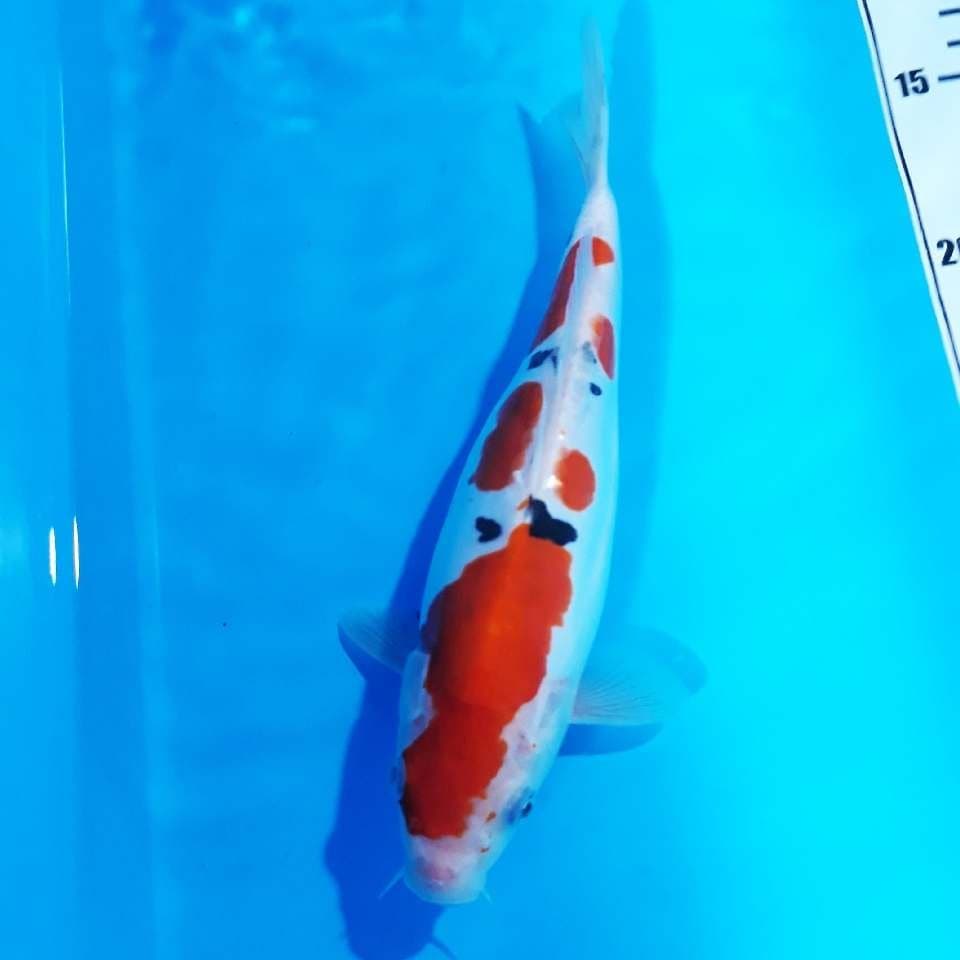 Tsubosumi sanke