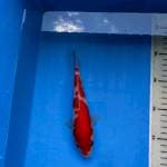 Kohaku super red