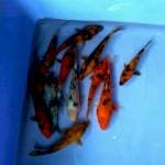 Mix 12ekor 12-15cm