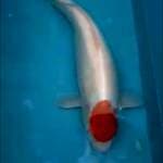Tancho Kohaku Jumbo