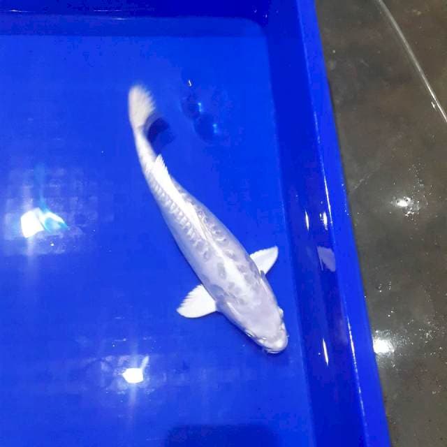 Platinum doit male 31cm 