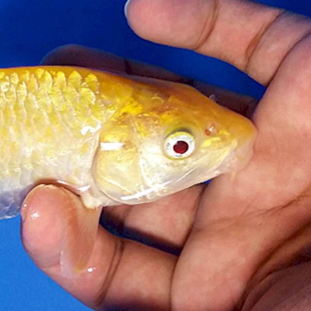 Red Eye Karashi F1