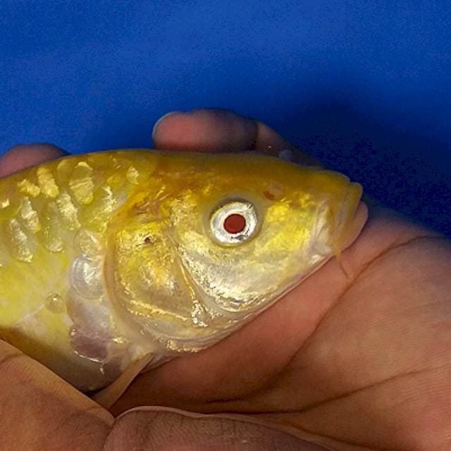 Red Eye Karashi F1