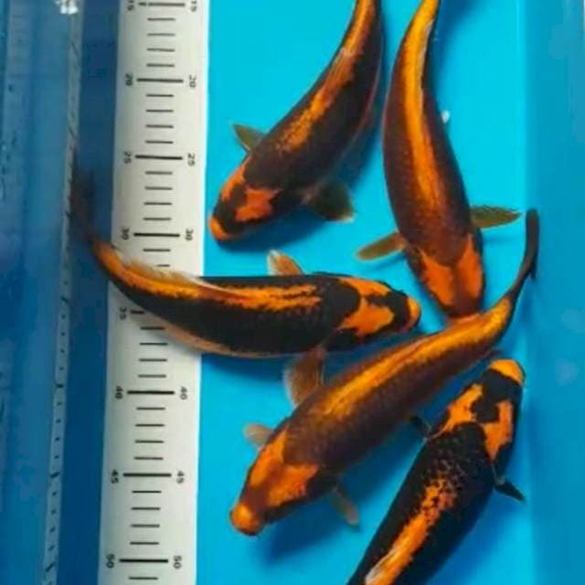 5 EKOR KABUTO MERAH 26-29cm