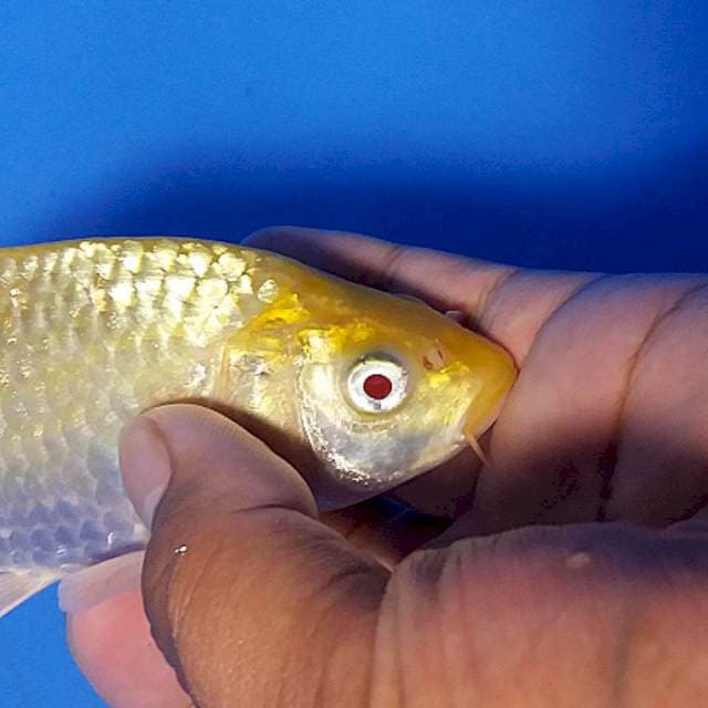 Red Eye Karashi F1