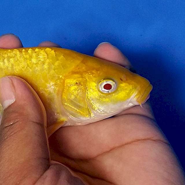 Red Eye Karashi F1