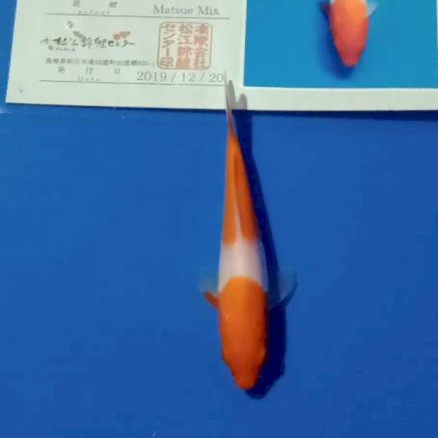 Kohaku new tosai matsue import