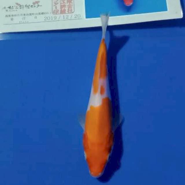 Kohaku matsue import tosai