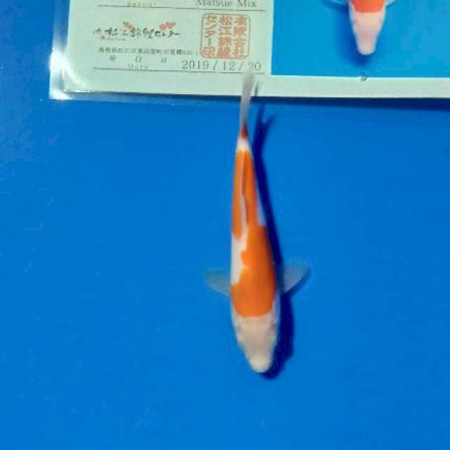 Kohaku import matsue farm