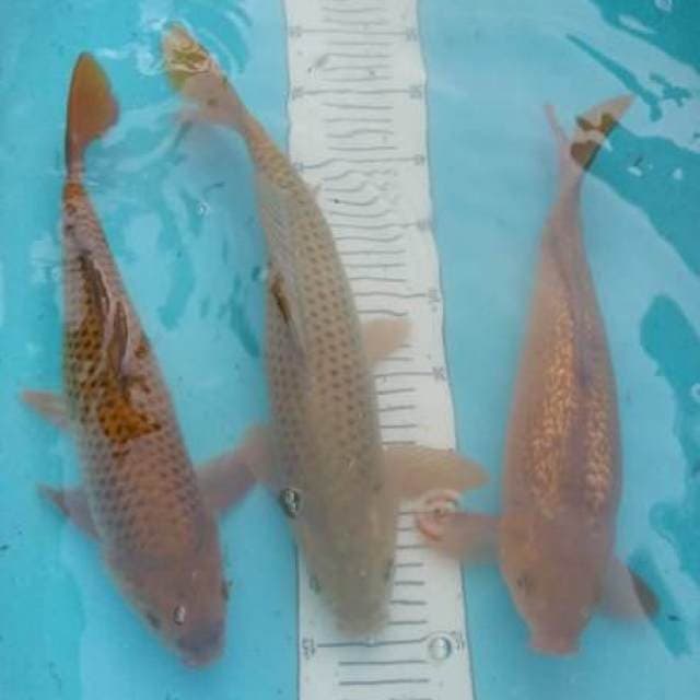 3Pejinak ginrin mix biasa 40 bu