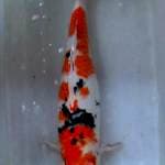 Sanke 50 cm, Jumbo