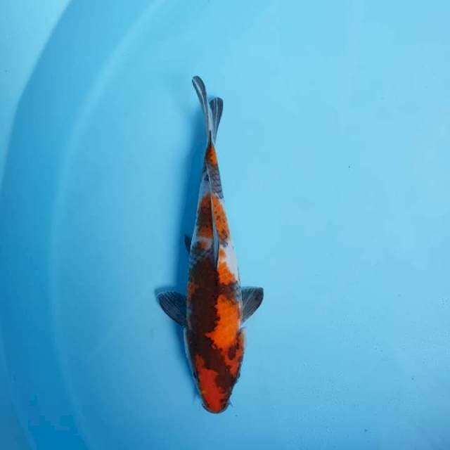 Showa 23 cm