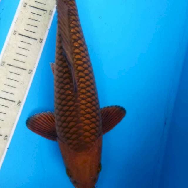 Botan35cm male